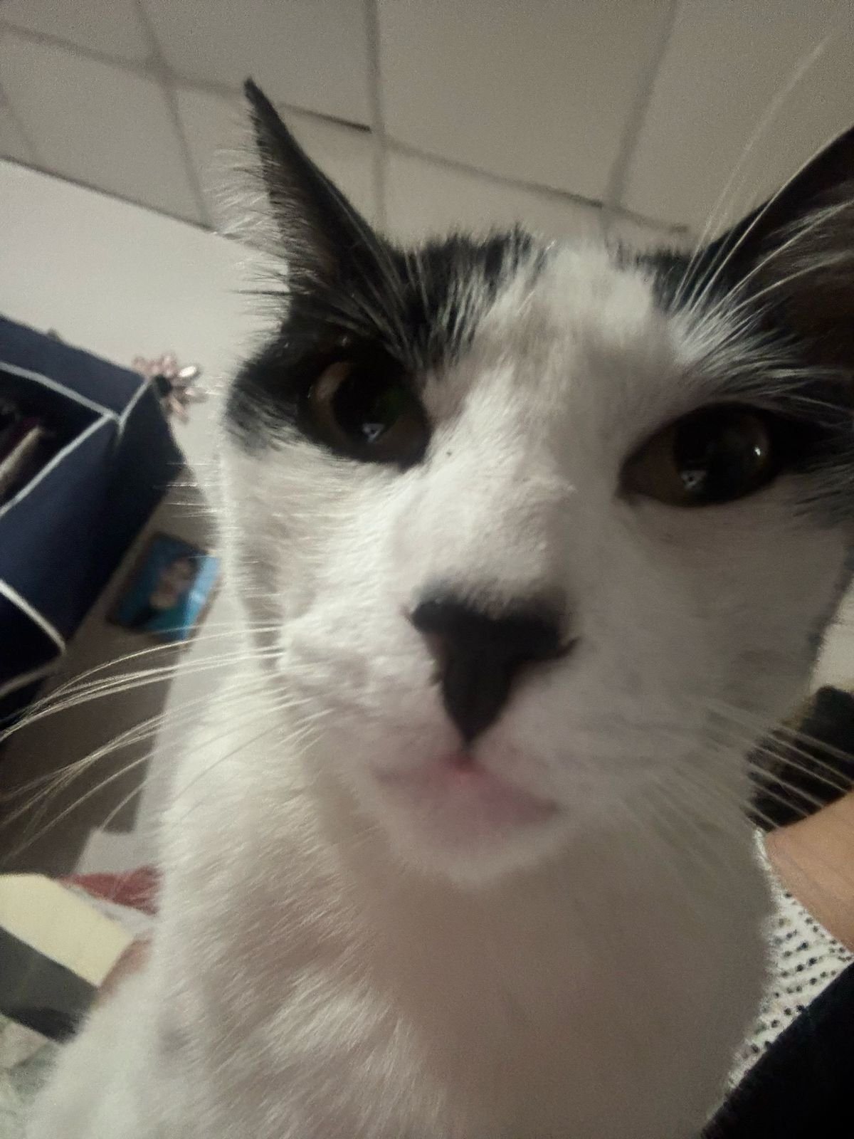 Oscar Balmore  Lebrón López 